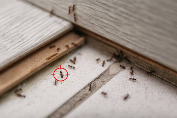 Best Flea Control Services  in Charleston, MO