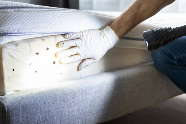 Best Affordable Pest Control Services  in Charleston, MO