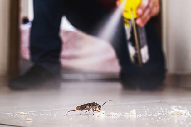 Best Best Pest Control Companies  in Charleston, MO