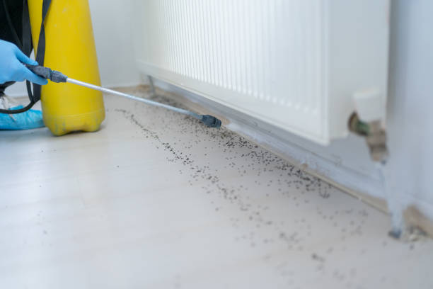 Flea Control Services in Charleston, MO